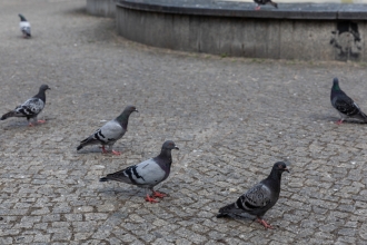 Radomsko w obiektywie - fotospacer